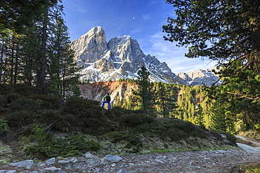 Hiker in the woods admires Sass De Putia, Passo delle Erbe,  Puez Odle, South Tyrol, Dolomites, Italy, Europe