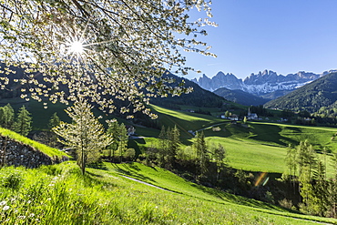 Flowering frames the village of St. Magdalena and the Odle group, Funes Valley, South Tyrol, Dolomites, Italy, Europe