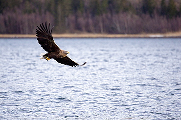 White tailed sea eagle, Flatanger, Trondelag, Norway, Scandinavia, Europe