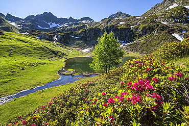 Rhododendrons and Lake Porcile, Tartano Valley, Orobie Alps, Lombardy, Italy, Europe