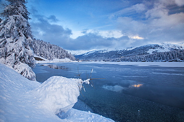 Snowy trees on the shore of the frozen Lake Sils, Upper Engadine, Canton of Grisons (Graubunden), Switzerland, Europe