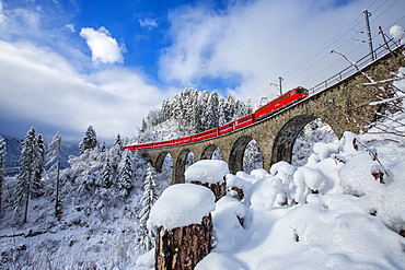 Bernina Express passes through the snowy woods around Filisur, Canton of Grisons (Graubunden), Switzerland, Europe