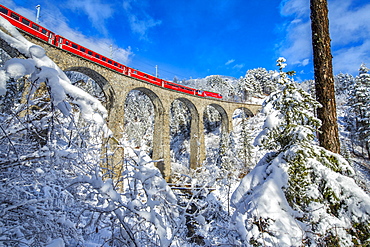 Bernina Express passes through the snowy woods around Filisur, Canton of Grisons (Graubunden), Switzerland, Europe