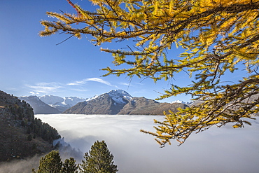 Low clouds and yellow larches frame Languard Valley, Engadine, Canton of Grisons (Graubunden), Switzerland, Europe