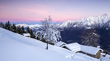 Pink sky at dawn above snow covered huts and trees, Tagliate Di Sopra, Gerola Valley, Valtellina, Orobie Alps, Lombardy, Italy, Europe