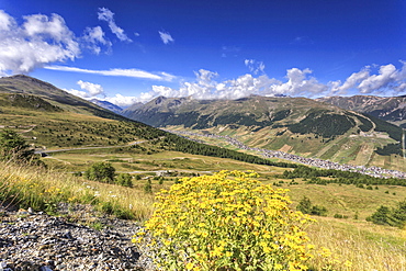 Summer flowers, Minor Valley, High Valtellina, Livigno, Lombardy, Italy, Europe