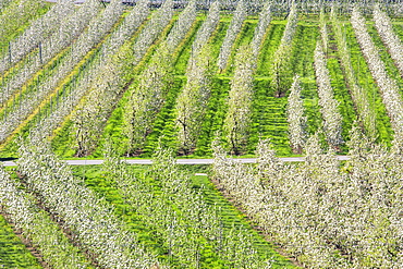 Flowering apple orchards, Villa of Tirano, Province of Sondrio, Valtellina, Lombardy, Italy, Europe