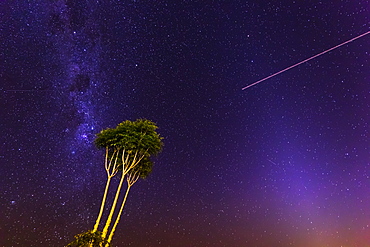 Milky Way with a tree at Lamington National Park, Queensland, Australia, Pacific