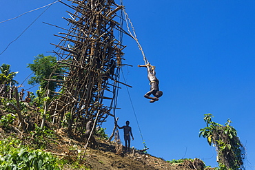 Man jumping from a bamboo tower, Pentecost land diving, Pentecost, Vanuatu, Pacific