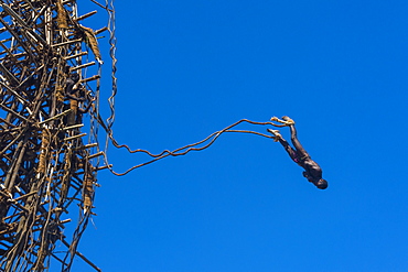 Man jumping from a bamboo tower, Pentecost land diving, Pentecost, Vanuatu, Pacific