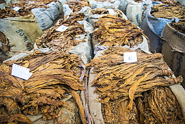 Piles of dry tobacco, Tobacco auction in Lilongwe, Malawi, Africa