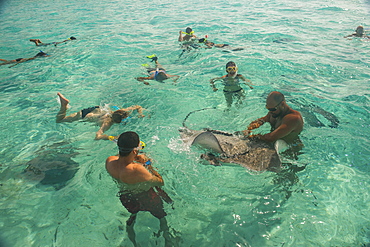 Tourists swimming with sting rays, Bora Bora, Society Islands, French Polynesia, Pacific