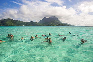 Tourists swimming with sting rays, Bora Bora, Society Islands, French Polynesia, Pacific