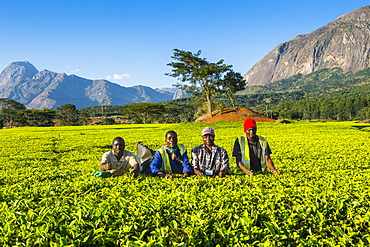 Tea pickers on a tea estate on Mount Mulanje, Malawi, Africa