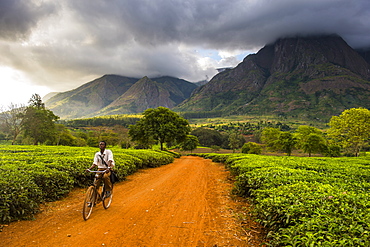 Tea picker on his way through a tea estate on Mount Mulanje, Malawi, Africa