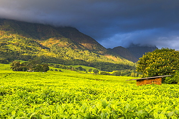 Tea estate on Mount Mulanje, Malawi, Africa