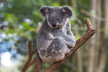 Koala (Phascolarctos cinereus), Lone Pine Sanctuary, Brisbane, Queensland, Australia, Pacific