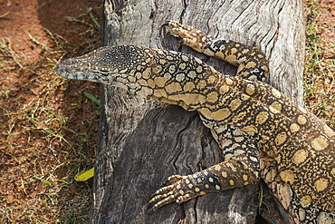 Lace Monitor (Varanus varius), Lone Pine Sanctuary, Brisbane, Queensland, Australia, Pacific