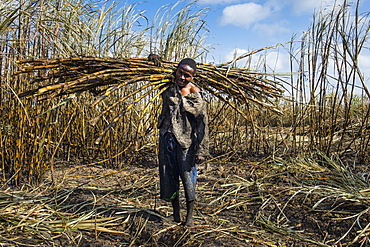 Sugar cane cutter in the burned sugar cane fields, Nchalo, Malawi, Africa