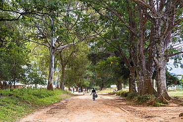 Tree alley in Livingstonia, Malawi, Africa