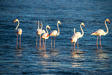 Flamingos in the water (Phoenicopteridae), Luderitz, Namibia, Africa