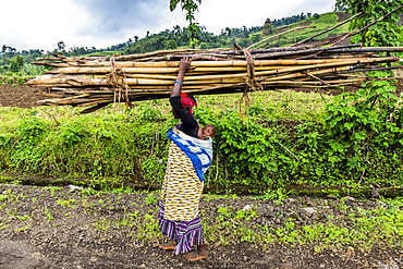 Woman carrying firewood on her head, Virunga National Park, Democratic Republic of the Congo, Africa