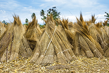 Reeds for sale on the shores of Lake Tanganyika, Bujumbura, Burundi, Africa