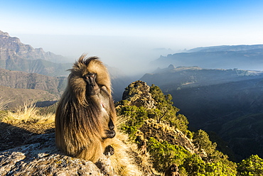 Male Gelada (Theropithecus gelada) sitting on a cliff, Simien Mountains National Park, UNESCO World Heritage Site, Ethiopia, Africa