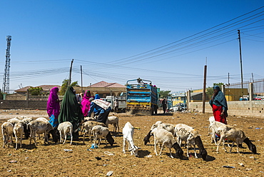 Goats for sale at the Camel market, Hargeisa, Somaliland, Somalia, Africa