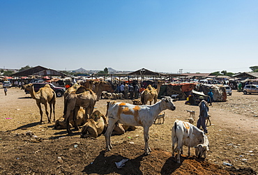 Goats for sale at the Camel market, Hargeisa, Somaliland, Somalia, Africa