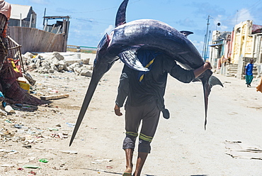 Man carrying a giant swordfish to the fishmarket of Mogadishu, Somalia, Africa