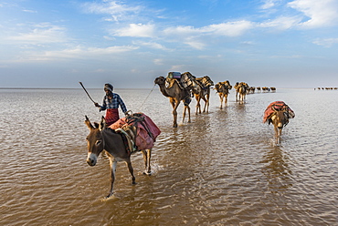 Camels loaded with pan of salt walking through a salt lake, Danakil depression, Ethiopia, Africa