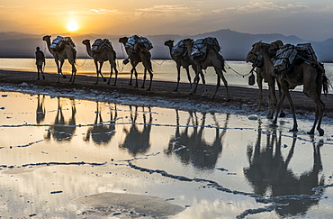 Camels loaded with pans of salt walking through a salt lake, Danakil depression, Ethiopia, Africa