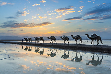 Camels loaded with pan of salt walking through a salt lake at sunset, Danakil depression, Ethiopia, Africa