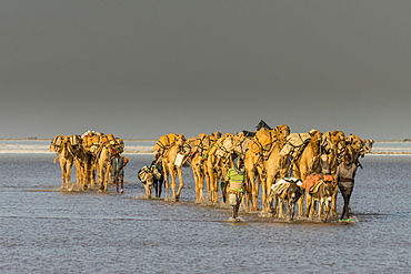 Camel caravan walking in the heat through a salt lake, Danakil depression, Ethiopia, Africa