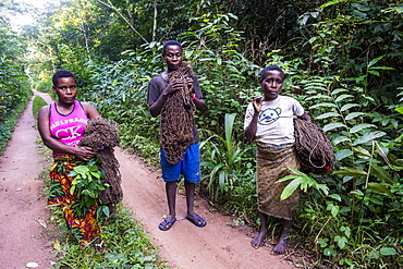 Baka pygmies on their way to go net-hunting, in the Dzanga-Sangha Special Reserve, UNESCO World Heritage Site, Central African Republic, Africa