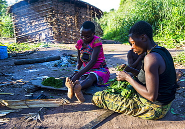 Baka pygmies preparing food in the Dzanga-Sangha Special Reserve, UNESCO World Heritage Site, Central African Republic, Africa