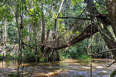 Hand made vine bridge in the Dzanga-Sangha Park, UNESCO World Heritage Site, Central African Republic, Africa