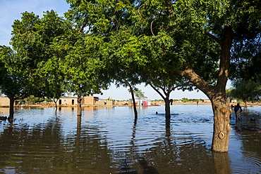 Outflows of the Chari River, Gaoui, near N'Djamena, Chad, Africa