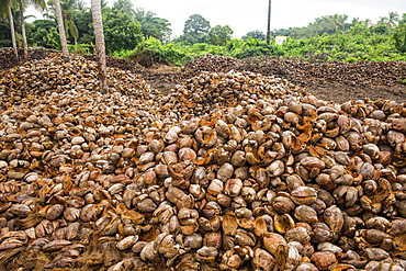 Coconut farm in Assinie, Ivory Coast, West Africa, Africa