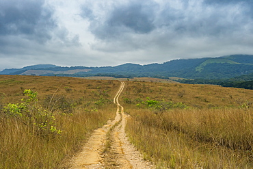 Forest track, Lope National Park, UNESCO World Heritage Site, Gabon, Africa