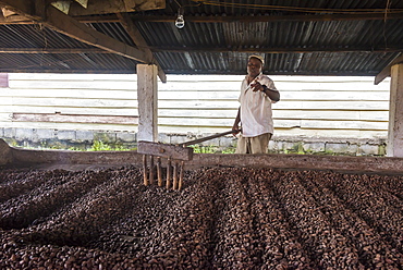 Roasting coca beans in a Cocoa factory, Batete, Bioko, Equatorial Guinea, Africa