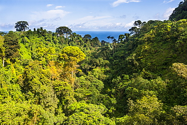 Jungle on the island of Bioko, Equatorial Guinea, Africa