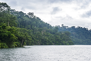 River and dense forest, Cameroon, Africa