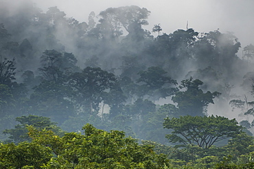 Mist rising in the rainforest around Limbe, southwest Cameroon, Africa