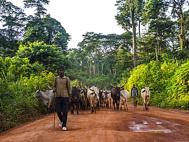 Local cow herd deep in the jungle, Cameroon, Africa