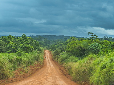 Logging road deep in the jungle of Cameroon, Africa