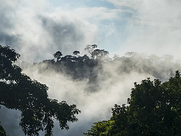 Rainforest deep in the jungle of Cameroon, Africa