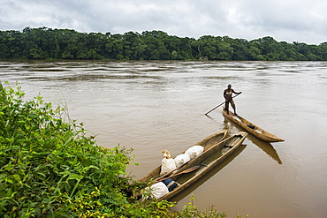 Sangha River, bordering Central African Republic, deep in the jungle of Cameroon, Africa