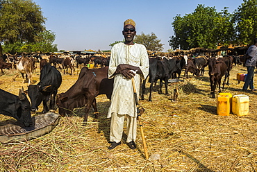 Proud farmer on the animal market in Niamey, Niger, Africa